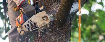 Trusted Roslyn, PA Tree Care Experts