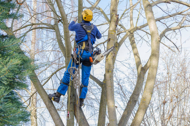 How Our Tree Care Process Works  in  Roslyn, PA