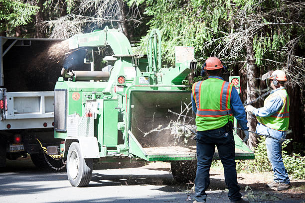 Tree and Shrub Care in Roslyn, PA